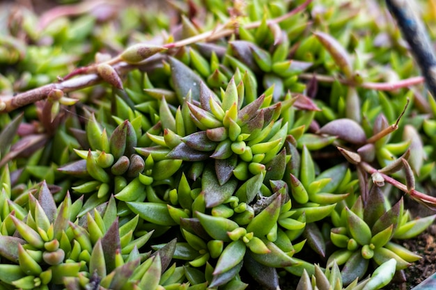 Sedum succulents close up view