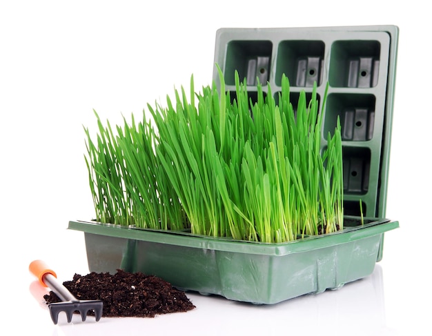 Seed box with seedling isolated on white