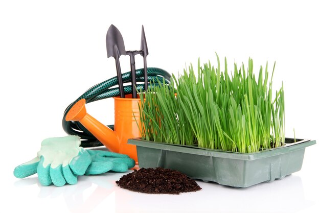 Seed box with seedling isolated on white