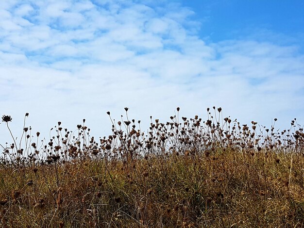 Photo seed capsules of daucus carota against blue  sky