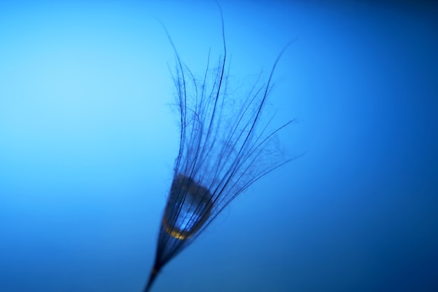 The seed of a dandelion with water drop inside on a dark blue background