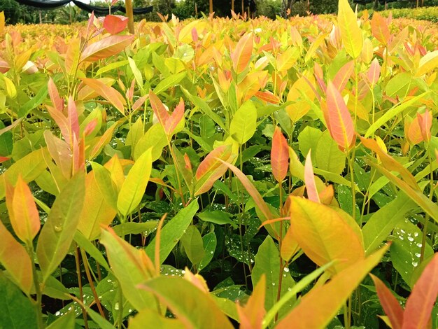 Seed eucalyptus plant