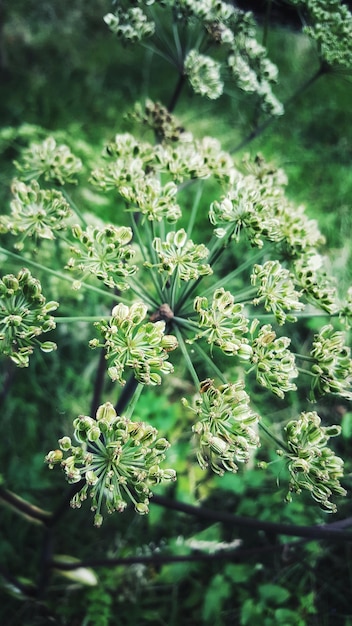 Photo seed head plant