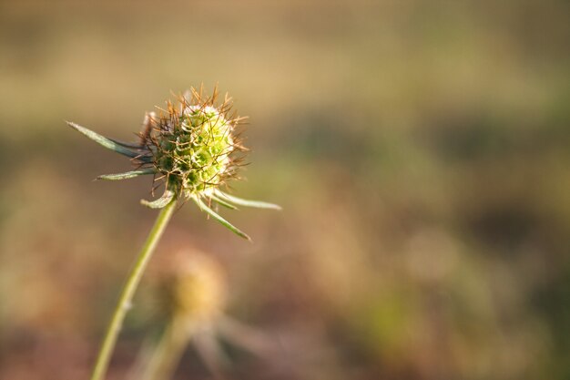 Scabiosa columbaria의 종자 머리