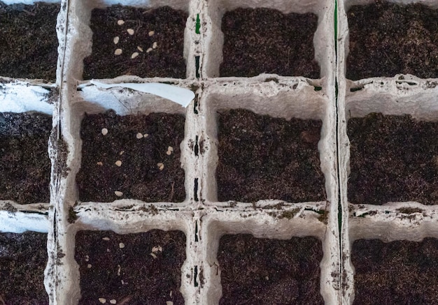 Seed into paper starter tray Top view