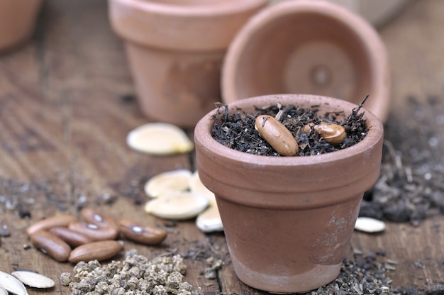 Photo seed in little pot