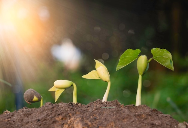 種子植物が成長している彼らは一歩一歩成長している1つは根を持ち、土の下で成長し、もう1つの種子は葉を持っている日光の中で成長している写真の新しい生命と成長のコンセプト