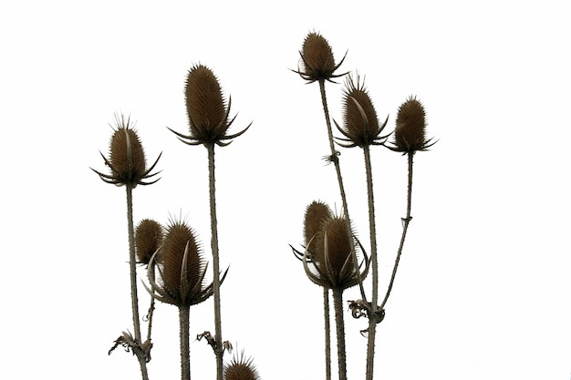 Photo seed pods with blank background