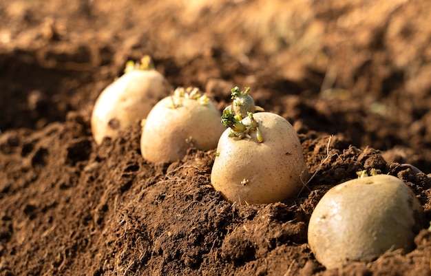 Photo seed potatoes on the ground