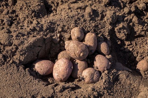 Seed potatoes in soil outdoors