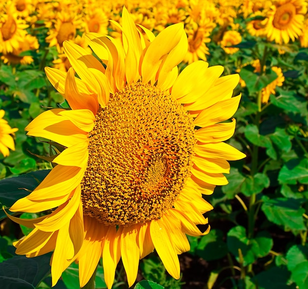 Photo seed of sunflower against the field of seeds of sunflower