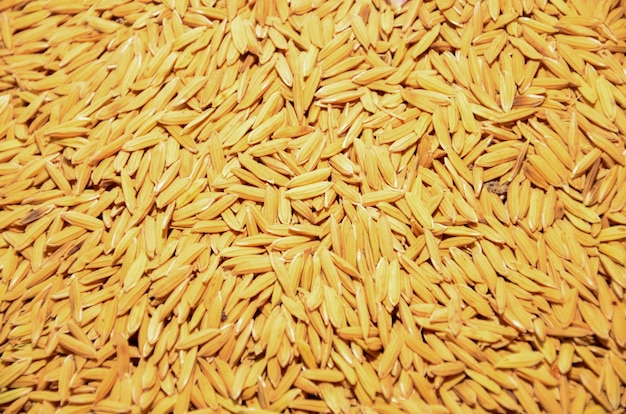 Seed of Thai jasmine rice  in market.