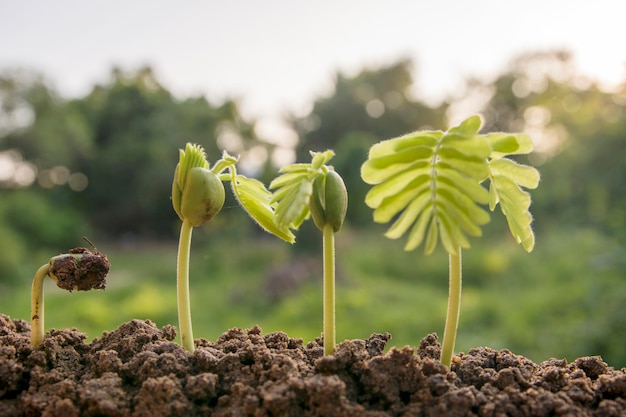 写真 種子から樹木への播種植物の種子栽培の概念