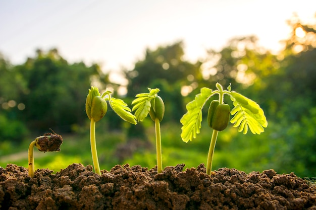 写真 種子から樹木への播種植物の種子栽培の概念