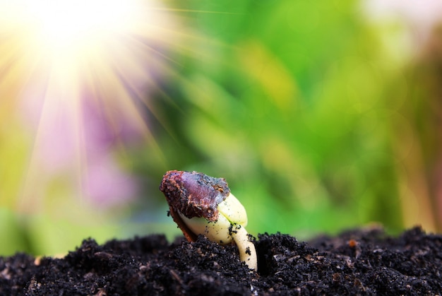 写真 種子、樹木への種子、種蒔き、植物種子栽培の概念