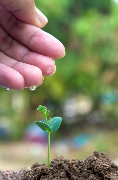 seed to tree, soil young