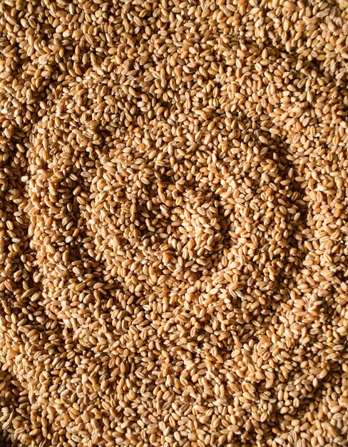 Seed of wheat processed organic wheat grains as agricultural\
background