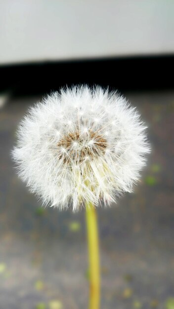 Seedhead of a dandelion