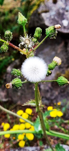 A seedhead