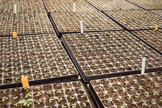 Seeding in greenhouse of professional garden