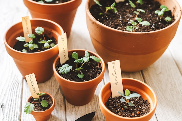 Photo seeding and potted plant