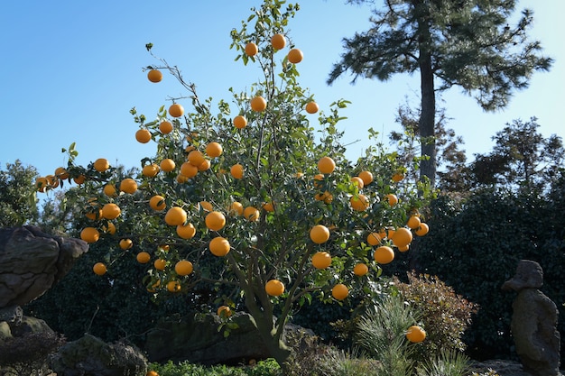 Seedless tangerine farm in Jeju Island, South Korea