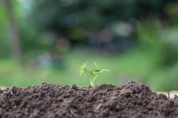 Photo seedling are growing from the rich soil