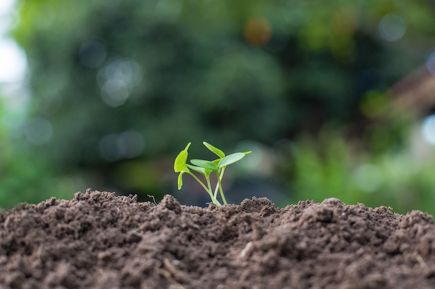 Photo seedling are growing from the rich soil