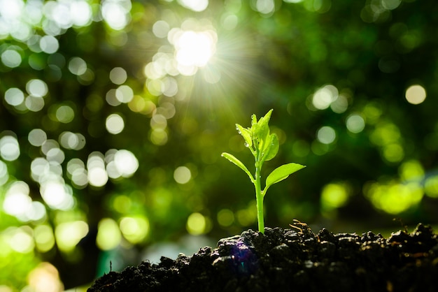 Seedling are growing in the soil and light of the sun