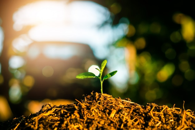 The seedling are growing in the soil with the backdrop of the sun or sunlight