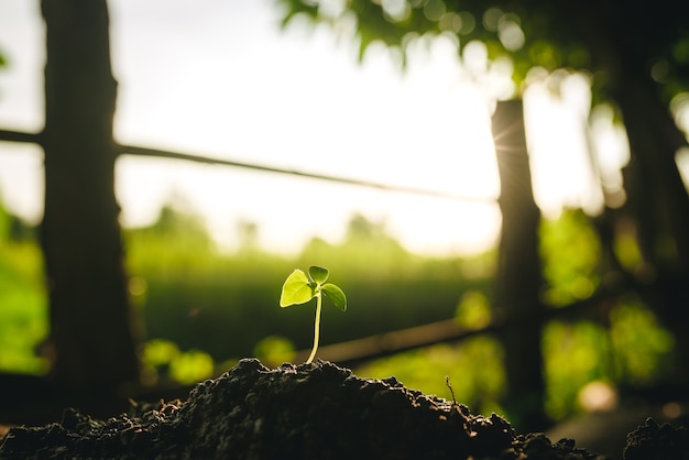 Саженцы растут в почве с солнечным светом. Посадка дерева для уменьшения глобального потепления.