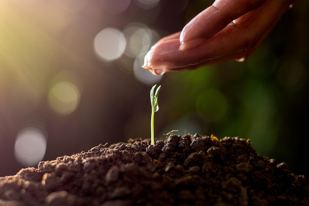 The seedling are growing in the soil.