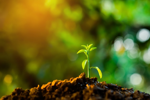 Seedling are growing in the soil 