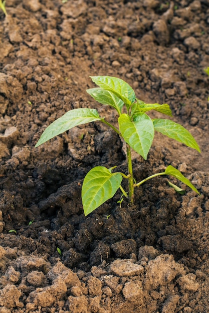 Seedling of a bell pepper growing in the garden. Top view.