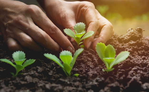 Seedling concept by human hand, Human seeding seed in soil with plant.