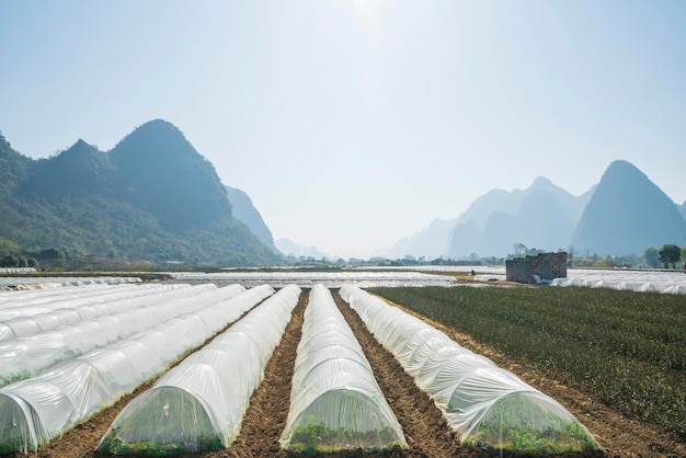 Seedling cultivation greenhouse of farm plantation