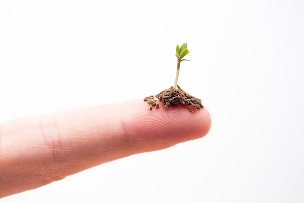 Photo seedling on a fingertip