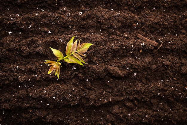 Photo seedling green plant in dirt