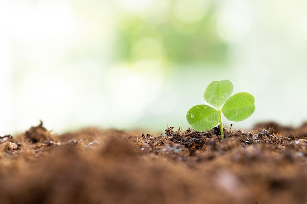 Seedling green plant surface top view textured background