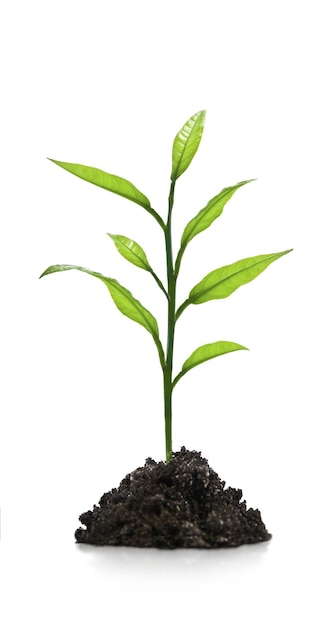 Seedling green plant