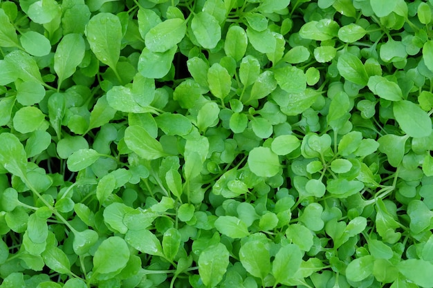 Foto insalata verde semenzale.