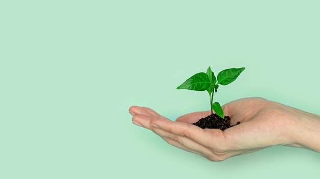 Seedling green sprout of cucumber with leaves in a yellow pot.