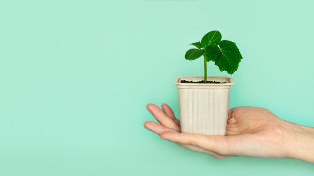 Seedling green sprout of cucumber with leaves in a yellow pot