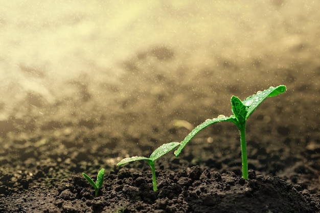 Seedling growing on the ground in the rain