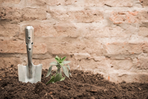 Photo seedling and hand shovel into soil