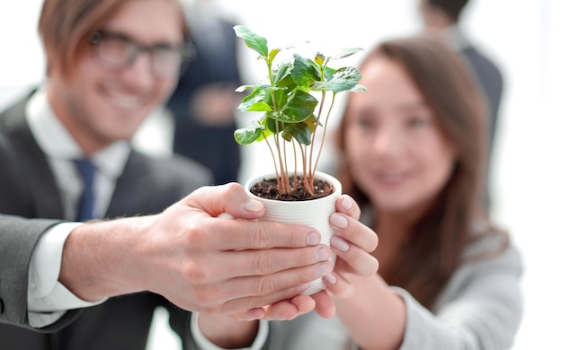 Seedling in the hands of young business people