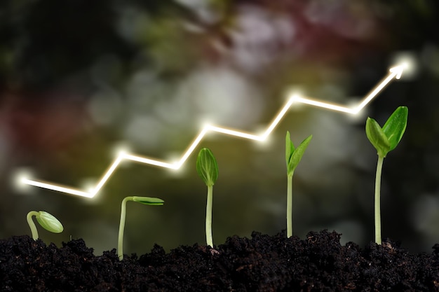 Photo seedling is growing from the soil with growth   graph.