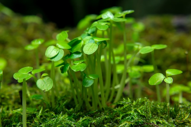 Seedling leaves in nature.