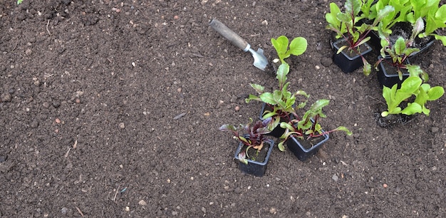 Seedling of lettuce and beet in pot put on the soil in garden with copy space