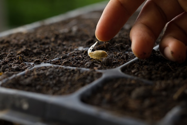 Foto piantina nel vassoio della scuola materna e dito dell'agricoltore